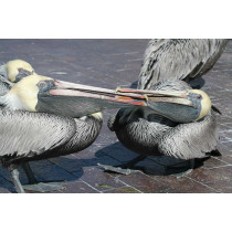 Pelicans. Blank note cards with envelope. Pack of 5 cards