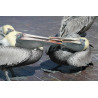 Pelicans. Blank note cards with envelope. Pack of 5 cards
