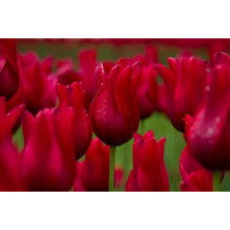 Tulips. Blank note cards with envelope. Pack of 5 cards