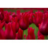 Tulips. Blank note cards with envelope. Pack of 5 cards
